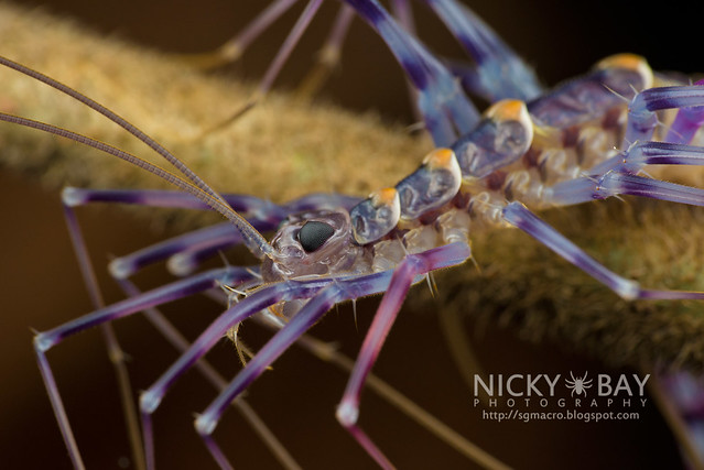 House Centipede (Scutigeridae) - DSC_0126