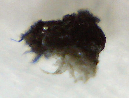sample stained on 3 Jun 2013 at 5.54 PM #2.png