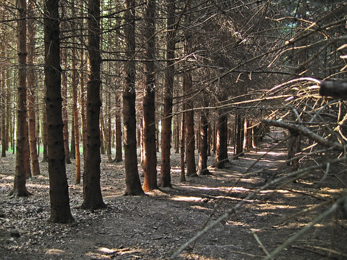 bayern deutschland camino natur pflanzen bäume deu jakobsweg wege landschaften wildflecken wälder klosterkreuzberg