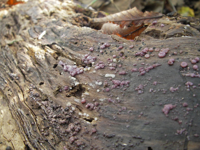 この倒木にはムラサキゴムタケをはじめ，いくつかのキノコと粘菌が付いていた．