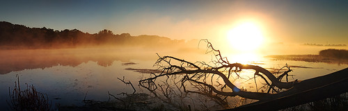 mist holland tree water fog sunrise dawn michigan fallen lakemacatawa