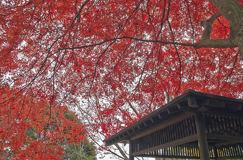 【写真】2013 紅葉 : 笠置山もみじ公園/2021-10-24/IMGP3626