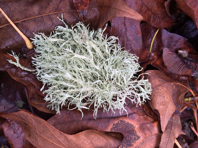 Green Lichen on Brown Leaves