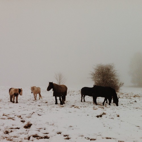 winter horses horse snow cold animal animals fog square landscape foggy lincoln iphone procamera vsco iphoneography vscocam vscogrid