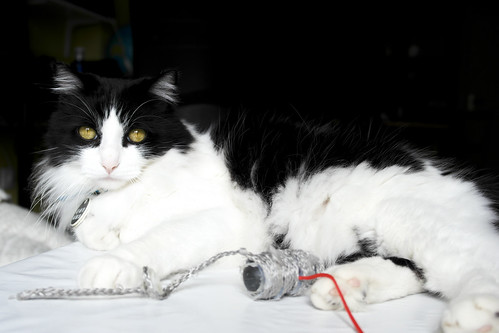 Lucho, gato cruce de Angora blanquinegro nacido en 2011 necesita hogar. Valencia. ADOPTADO. 13377788743_59c1d3d8ac