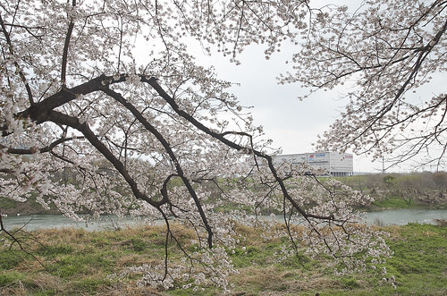 【写真】2014 桜 : 背割堤/2020-12-09/IMGP5768