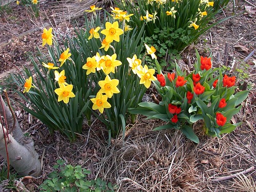 Daffodils, tulips
