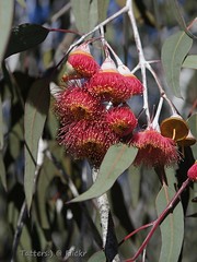 Eucalyptus caesia - Gungurru or Silver Princess