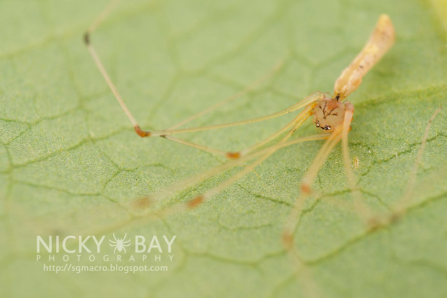 Daddy-Long-Legs Spider (Pholcidae) - DSC_6437