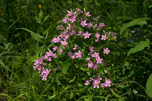 pink flower gentianaceae sabatia rosegentian sabatiaangularis