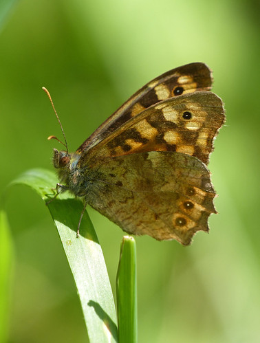 uk france macro nature butterfly insect french europe wildlife butterflies lepidoptera francais lafrance speckledwood parargeaegeria ukspecies europeanspecies