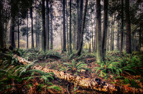 trees canada rot leaves bc wideangle surrey fungus ferns forestfloor hdr lightroom photomatix crescentpark 3exposure contemporaryartsociety rottenlog tokina1116mmf28 topazadjust nikond7000 pse11