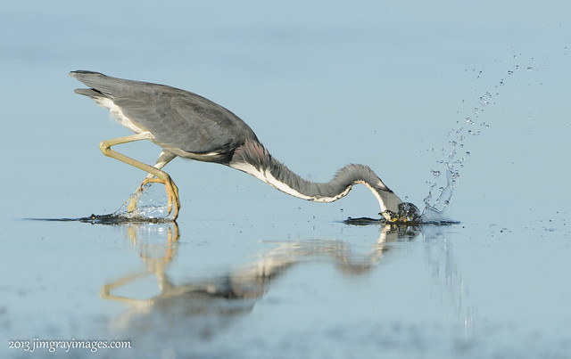 Decisive Moments of Bird Photography Gallery