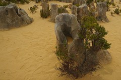 Pinnacles Desert (23)
