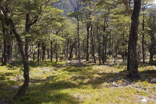 newzealand forest canon highcountry southernbeech nothofagus beechforest lewispassnationalreserve southislandhighcountry ninavalleyecoblitz