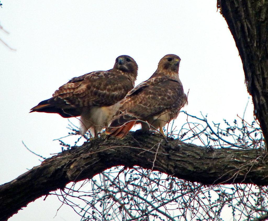 Red tail Pair in Tompkins Square