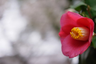 Flower of camellia in Shitenno-ji Temple.