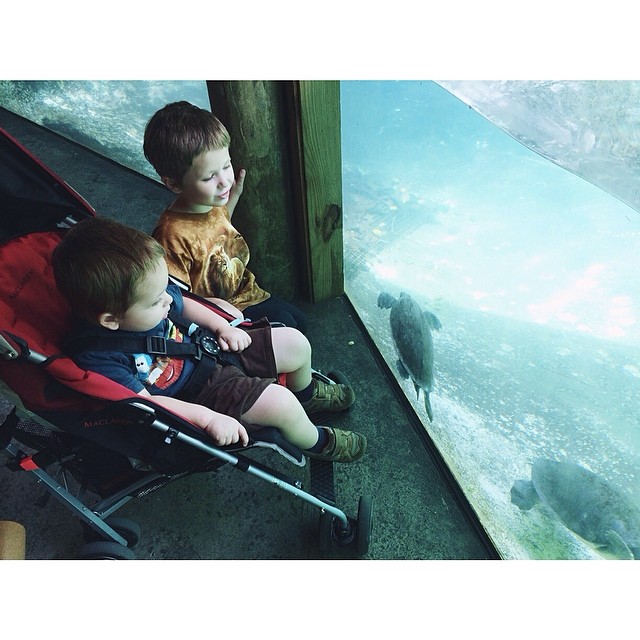 Checking out some #turtles at #zoomiami. #pictapgo_app