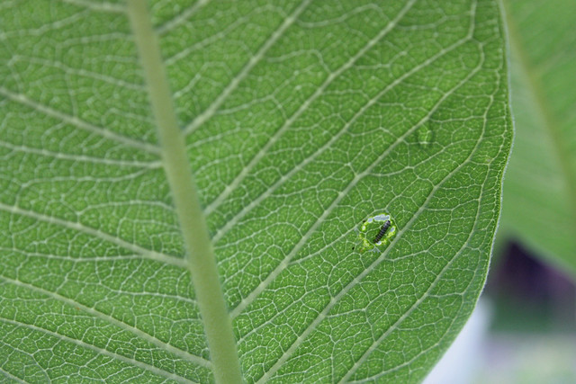 newly emerged monarch caterpillar on common milkweed