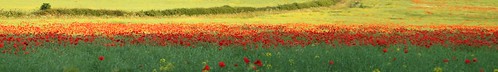 northamptonshire sigma poppy poppies thinredline rudyardkipling panoramma tommyatkins canoneos500d summer2013