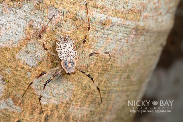 Ornamental Tree Trunk Spider (Herennia sp.) - DSC_1784