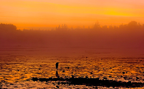 morning red summer sun mist lake reflection bird heron nature water silhouette fog wisconsin clouds sunrise river shore wilderness shorline greatblueheron