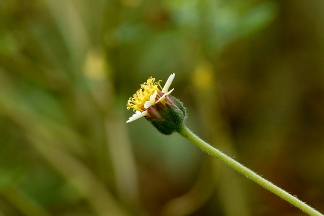 Wild flowers - Monsoon - Tridax procumbens