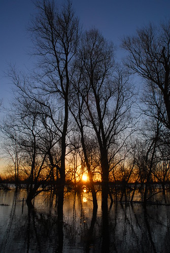trees silhouette sunrise reflections welney welneywashes