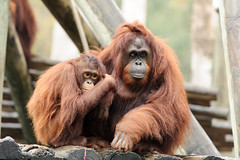 Orangutan Mother and Daughter