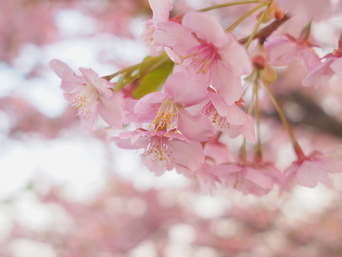 Sakura, Cherry blossoms, さくら,桜,