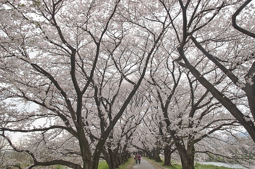 【写真】2014 桜 : 背割堤/2020-12-09/IMGP5770