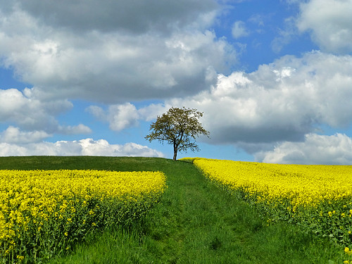 tree clouds spring day rape april agriculture canola frühling rapeseed rapefield canolafield treeonhill pwpartlycloudy