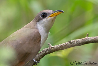 Clock Not Included (Yellow-Billed Cuckoo)