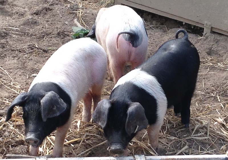 The 3 little pigs