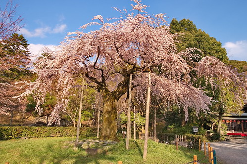 【写真】2013 桜 : 円山公園/2016-11-02/IMGP8731