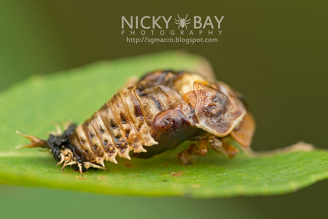 Tortoise Beetle pupa (Cassidinae) - DSC_8136