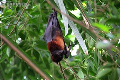 Old World Fruit Bats
