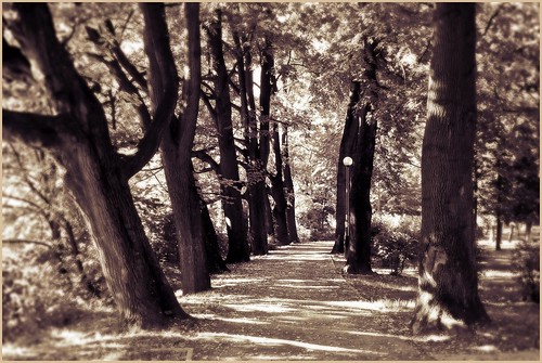 road park autumn trees lamp sepia poland polska lane lantern tone toning bielskobiała