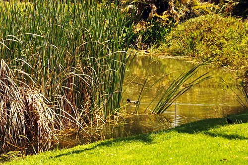 green grass pond ducks