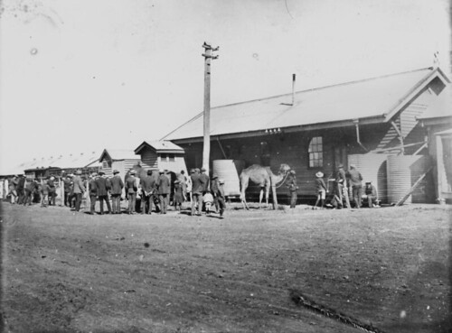 circus queensland elephants camels statelibraryofqueensland circusanimals slq wirthscircus cliftonstation