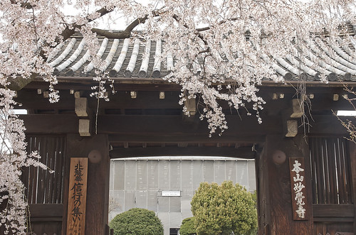 【写真】2014 桜 : 妙覚寺/2021-01-05/IMGP5675