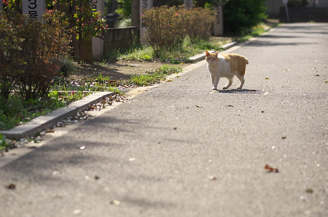 東京春景色 谷中・上野路地裏散歩 ネコ 2014年4月12日
