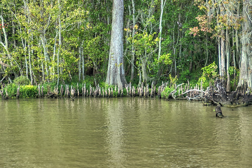 tree canon louisiana unitedstates bayou swamp wetlands cypress hdr waterscape morgancity photomatix bayouchene canonrebel3ti ilobsterit