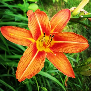 Good Morning! #flowers #daylily #summer #603 #lily