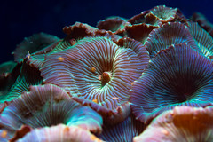 Phylum: corals, sea anemones, and jellyfish