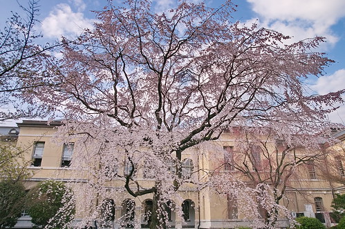【写真】2013 桜 : 京都府庁旧本館/2020-08-27/IMGP9001