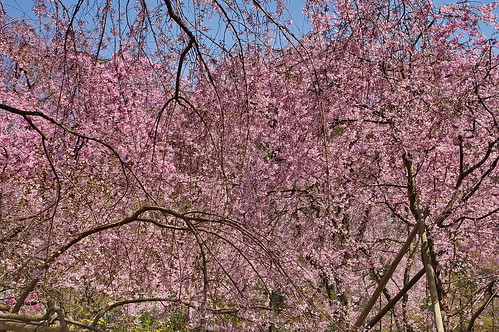 【写真】2013 桜 : 原谷苑（２）/2021-02-05/IMGP9982