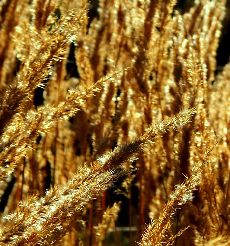 autumn fall nature grass gold golden nikon herbst natur september coolpix gras gräser nikoncoolpix 2013 l820 dänkritz caledoniafan coolpixl820 nikoncoolpixl820 potd:country=de