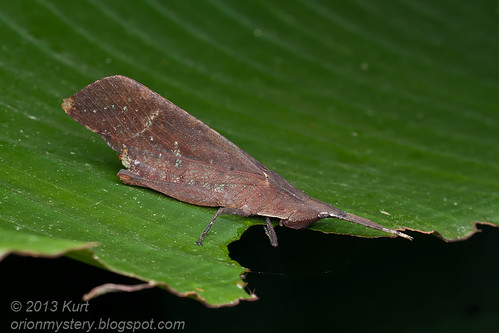 Trigonopteryx sp. leaf-mimic grasshopper IMG_2573 copy