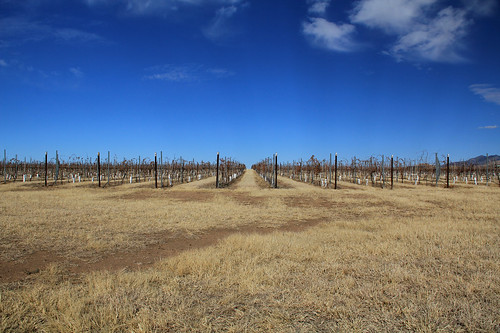 arizona vineyard winery t2i elginaz canonefs18135mmf3556is keifjoshua keifjoshuavineyards